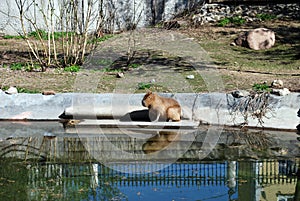 The capybara is basked in the sun sitting near a pond in a zoo.