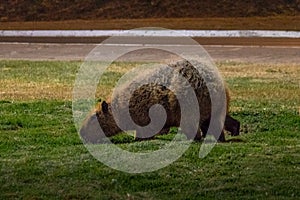 Capybara - Brasilia, Distrito Federal, Brazil photo