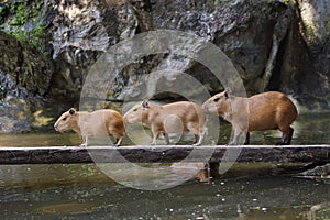 Capybara on the bridge