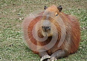 Capybara  capivara