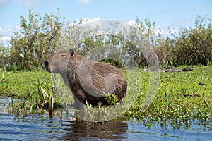 Capybara and cayman in Ibera Wetlands, Argentina