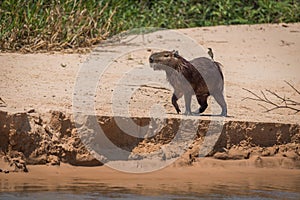 Capybara crossing sandbank with bird on back