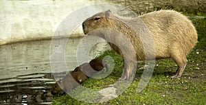 Capybara with cubs photo