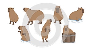 capybara cute 3