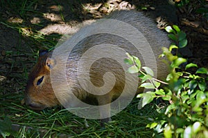 Capybara eat grass