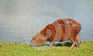 Capybara eating grass by the lagoon on a sunny day