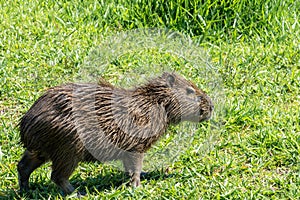 Capybara eating grass near de river