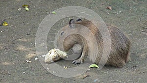 A Capybara is eating sweet potatoes