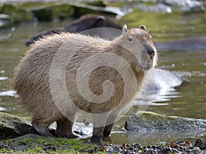 Capybara at the edge of a pond