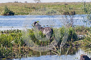 Capybara in Esteros del Ibera