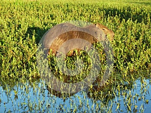 Capybara at Esteros del Ibera