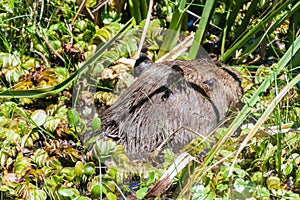 Capybara in Esteros del Ibera