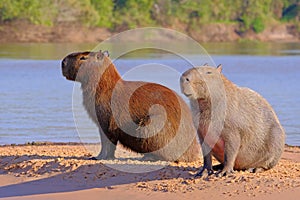 Capybara family, Hydrochoerus Hydrochaeris, also called chiguire, chiguiro and carpincho, Cuiaba River, Pantanal, Brazil