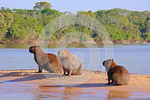 Capybara family, Hydrochoerus Hydrochaeris, also called chiguire, chiguiro and carpincho, Cuiaba River, Pantanal, Brazil