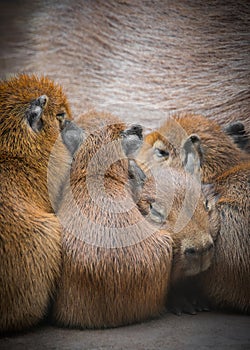 Capybara Family photo