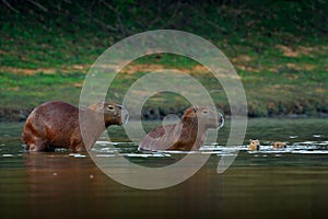 Capybara, family with two young, biggest mouse in water with evening light during sunset, Pantanal, Brazil. Wildlife scene from na