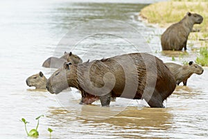 Capybara family wading in river,