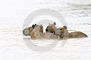 Capybara family wading in river,