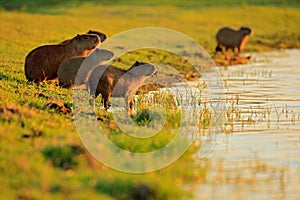 Capybara, family with youngs, biggest mouse in water with evening light during sunset, Pantanal, Brazil. Wildlife scene from natur