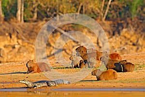 Capybara, family with youngs a caiman. Biggest mouse near the water with evening light during sunset, Pantanal, Brazil. Wildlife s photo