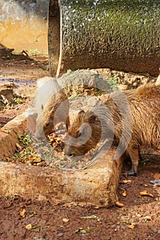 Capybara is feeding in the zoo, the largest living rodent in the world.