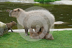 Capybara feeds its young