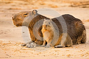 Capybara Female and Baby Resting on Sand.