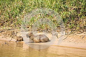 Capybara Female and Baby on Sunbathing on Riverbank