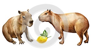 Capybara and fruit watercolor on isolated white background, cute set of capybaras. Hand drawn wildlife clipart animals