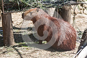 Capybara in Gramado Zoo Brazil