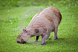 Capybara grazing on green grass