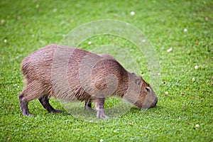 Capybara grazing on green grass