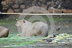 The capybara or greater capybara (Hydrochoerus hydrochaeris)