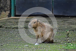 The capybara or greater capybara (Hydrochoerus hydrochaeris)