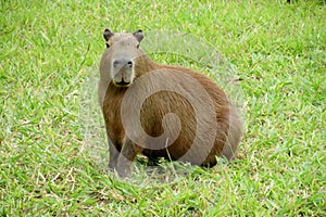 Capybara on the green grass photo