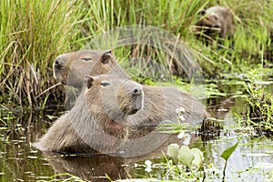 Capybara Hydrochaeris hydrochaeris family in water photo