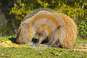 Capybara Hydrochaeris hydrochaeris on the hacienda, Igrejinha, Rio grando do Sul, Brazil