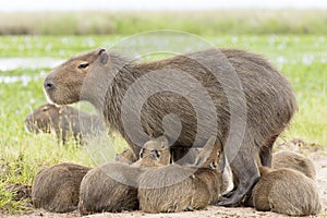 Capybara Hydrochaeris hydrochaeris