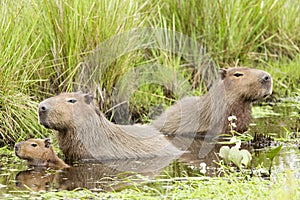 Capybara Hydrochaeris hydrochaeris