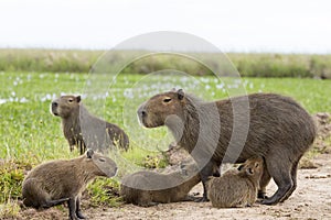 Capybara Hydrochaeris hydrochaeris
