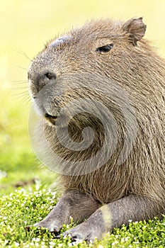 Capybara Hydrochaeris hydrochaeris