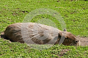 Capybara (Hydrochaeris hydrochaeris)