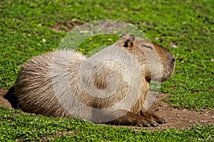 Capybara (Hydrochaeris hydrochaeris)