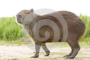 Capybara Hydrochaeris hydrochaeris photo