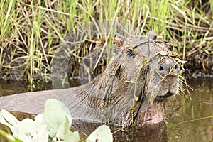 Capybara Hydrochaeris hydrochaeris closeup head detail