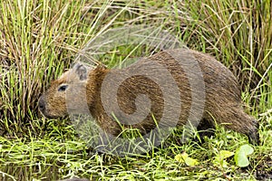 Capybara Hydrochaeris hydrochaeris cub closeup