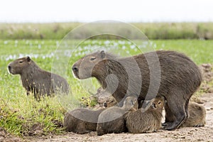 Capybara Hydrochaeris hydrochaeris family in water