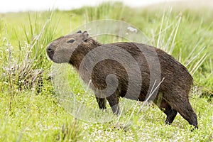 Capybara Hydrochaeris hydrochaeris looking at camera