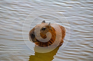 Capybara Hydrochaeris hydrochaeris swimming calmly
