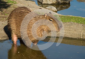 Capybara, Hydrochoerus hydrochaeris